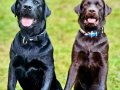 Efsane Labrador Retriever Yavruları Sizleri Bekliyor 