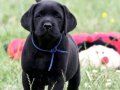 Efsane Labrador Retriever Yavruları Sizleri Bekliyor 