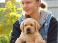 Efsane Labrador Retriever Yavruları Sizleri Bekliyor 