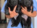 Efsane Labrador Retriever Yavruları Sizleri Bekliyor 