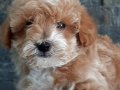 Maltipoo Yavruları Sizleri Bekliyor 
