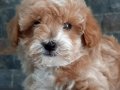 Maltipoo Yavruları Sizleri Bekliyor 