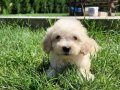 Sağlık ve Irk Garantili Maltipoo Yavruları 
