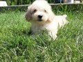 Sağlık ve Irk Garantili Maltipoo Yavruları 