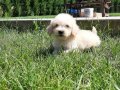 Sağlık ve Irk Garantili Maltipoo Yavruları 