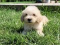 Sağlık ve Irk Garantili Maltipoo Yavruları 