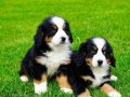 Bernese Mountain Dog Yavruları İstanbul 