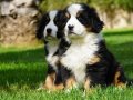Bernese Mountain Dog Yavruları İstanbul 
