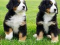 Bernese Mountain Dog Yavruları İstanbul 