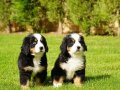 Bernese Mountain Dog Yavruları İstanbul 