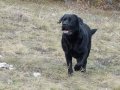 Efsane Labrador Yavruları 