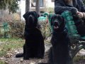 Efsane Labrador Yavruları 