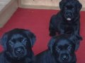 Labrador Retriever Yavruları Istanbul 