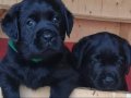Labrador Retriever Yavruları Istanbul 