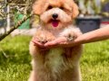 En Sevimli Maltipoo Yavruları Sizleri Bekliyor 