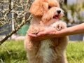 En Sevimli Maltipoo Yavruları Sizleri Bekliyor 