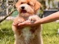 En Sevimli Maltipoo Yavruları Sizleri Bekliyor 
