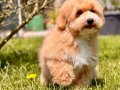 En Sevimli Maltipoo Yavruları Sizleri Bekliyor 
