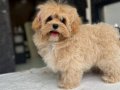 Eğitimli maltipoo yavruları 