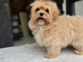 Eğitimli maltipoo yavruları 