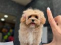 Eğitimli maltipoo yavruları 
