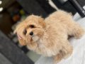 Eğitimli maltipoo yavruları 