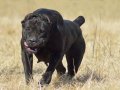KRALLARIN KÖPEĞİ CANE CORSA YAVRULARI 