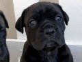 KRALLARIN KÖPEĞİ CANE CORSA YAVRULARI 