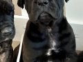 KRALLARIN KÖPEĞİ CANE CORSA YAVRULARI 