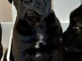 KRALLARIN KÖPEĞİ CANE CORSA YAVRULARI 