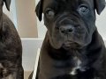 KRALLARIN KÖPEĞİ CANE CORSA YAVRULARI 
