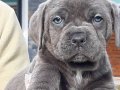 BLUE CANE CORSA YAVRULARI İSTANBUL 