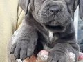 BLUE CANE CORSA YAVRULARI İSTANBUL 