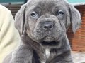 BLUE CANE CORSA YAVRULARI İSTANBUL 