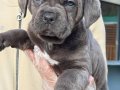 BLUE CANE CORSA YAVRULARI İSTANBUL 