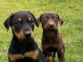 DOBERMAN YAVRULARI 