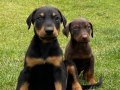 DOBERMAN YAVRULARI 