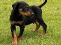 DOBERMAN YAVRULARI 