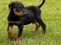 DOBERMAN YAVRULARI 