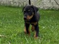 DOBERMAN YAVRULARI 