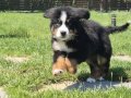 BERNESE MOUNTAİN DOG YAVRULARI İSTANBUL 