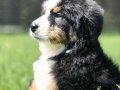 BERNESE MOUNTAİN DOG YAVRULARI İSTANBUL 