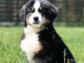BERNESE MOUNTAİN DOG YAVRULARI İSTANBUL 