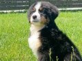 BERNESE MOUNTAİN DOG YAVRULARI İSTANBUL 