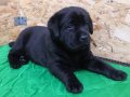 LABRADOR RETRIEVER YAVRULARI ISTANBUL 