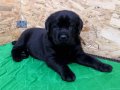 LABRADOR RETRIEVER YAVRULARI ISTANBUL 
