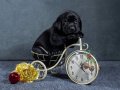 LABRADOR RETRIEVER YAVRULARI ISTANBUL 