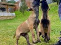 EĞİTİM ÇİFLİĞİNDEN BELÇİKA MALİNOİS YAVRULARI 