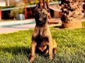 EĞİTİM ÇİFLİĞİNDEN BELÇİKA MALİNOİS YAVRULARI 