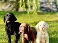 TÜRKİYENİN EN ÖZEL ÇİFLİĞİNDEN LABRADOR YAVRULARI 